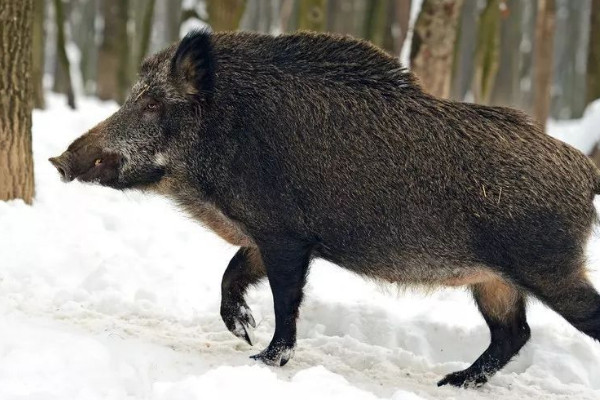 野豬是什麼動物