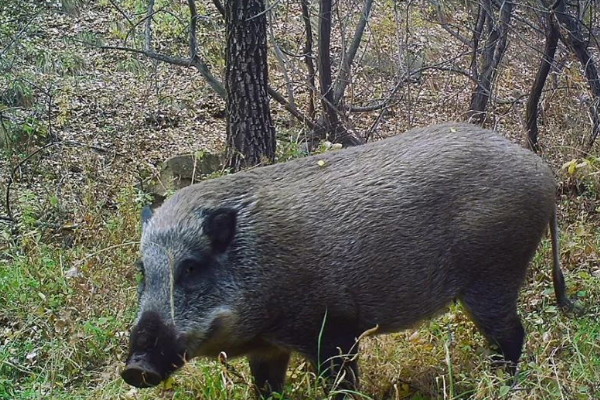 野豬是什麼動物