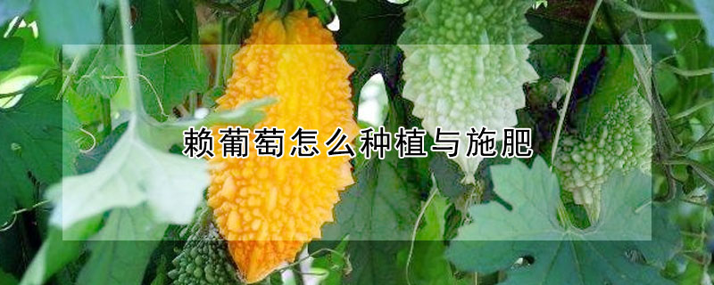 賴葡萄怎麼種植與施肥