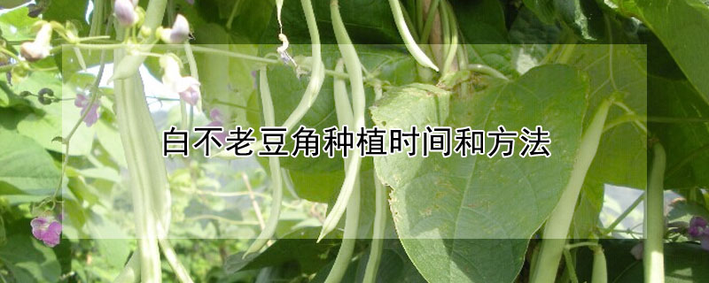 白不老豆角種植時間和方法