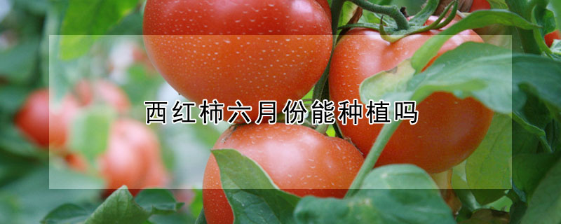 西紅柿六月份能種植嗎