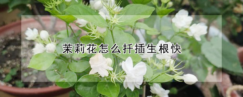 茉莉花怎麼扡插生根快