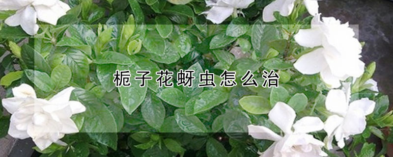 梔子花長蚜蟲怎麼治