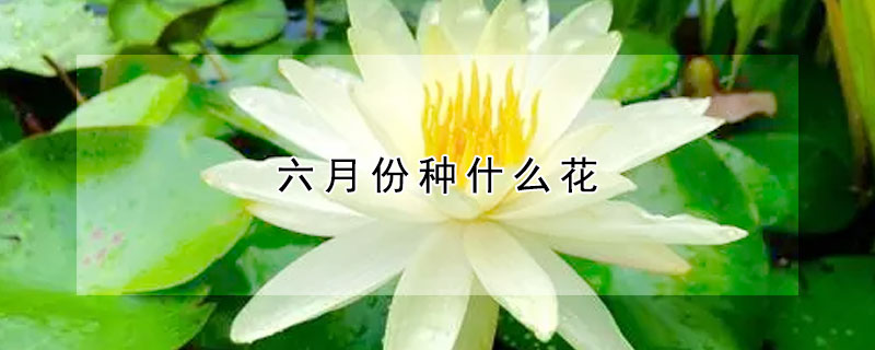 六月份種什麼花