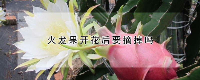 火龍果開花後要摘掉嗎