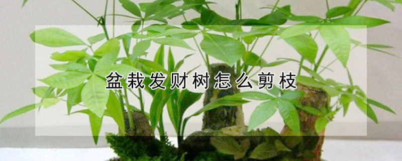 盆栽發財樹怎麼剪枝