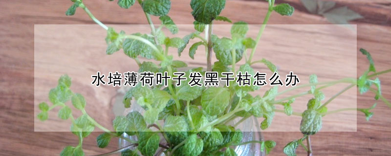 水培薄荷葉子發黑幹枯怎麼辦