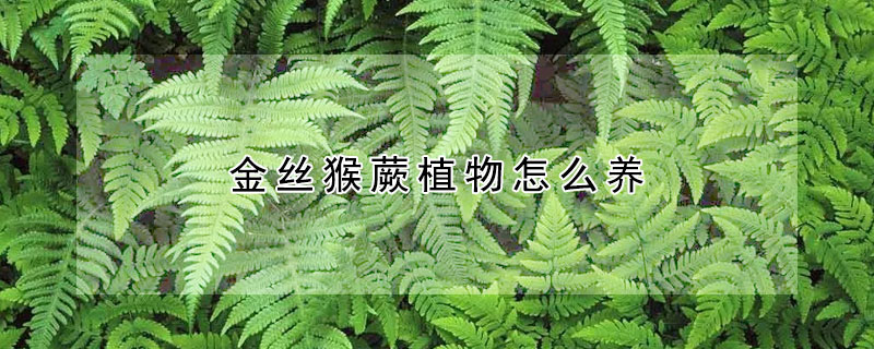 金絲猴蕨植物怎麼養