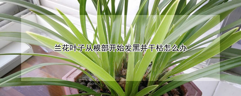 蘭花葉子從根部開始發黑並幹枯怎麼辦