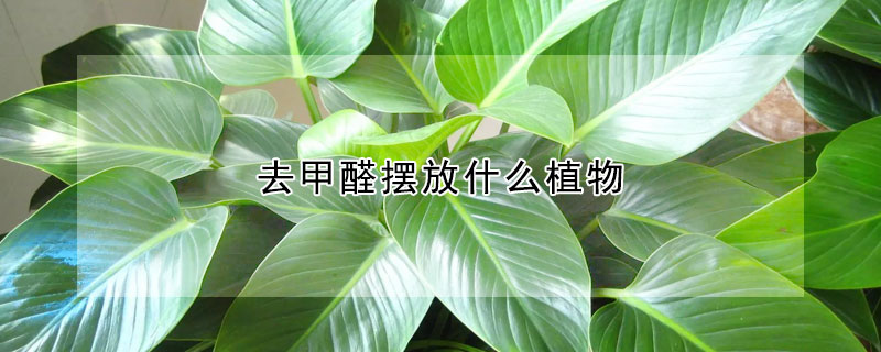 去甲醛擺放什麼植物