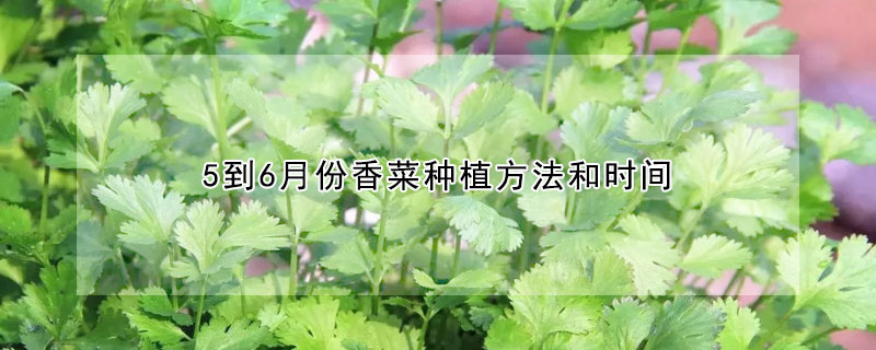 5到6月份香菜種植方法和時間