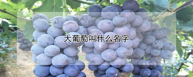 大葡萄叫什麼名字