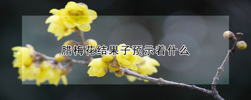 臘梅花結果子預示著什麼