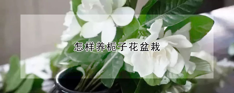 怎樣養梔子花盆栽