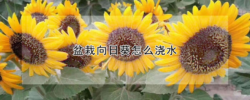 盆栽向日葵怎麼澆水