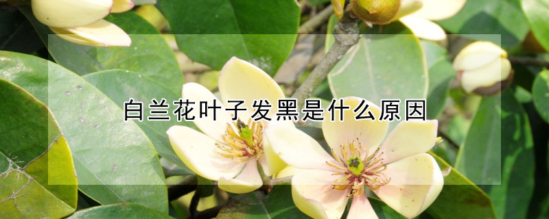 白蘭花葉子發黑是什麼原因