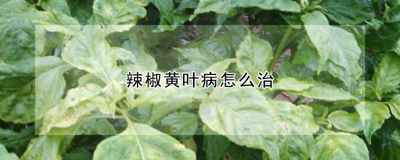 辣椒黃葉病怎麼治