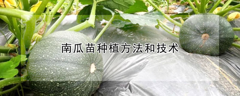 南瓜苗種植方法和技術