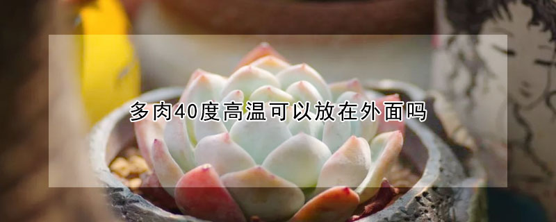 多肉40度高溫可以放在外麵嗎