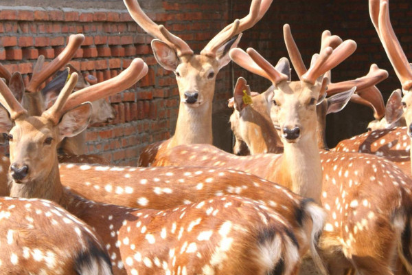 梅花鹿是什麼動物