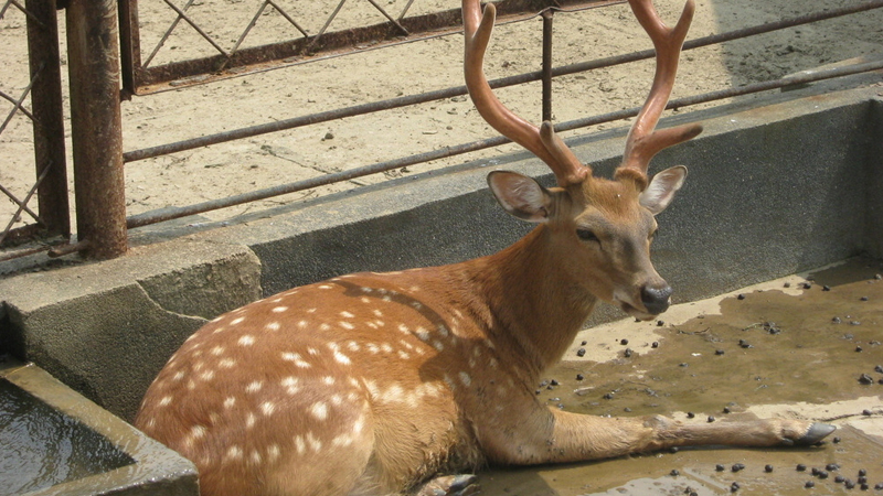 梅花鹿是什麼動物