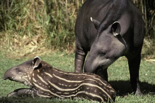 貘是什麼動物