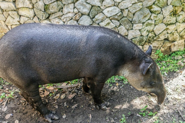 貘是什麼動物