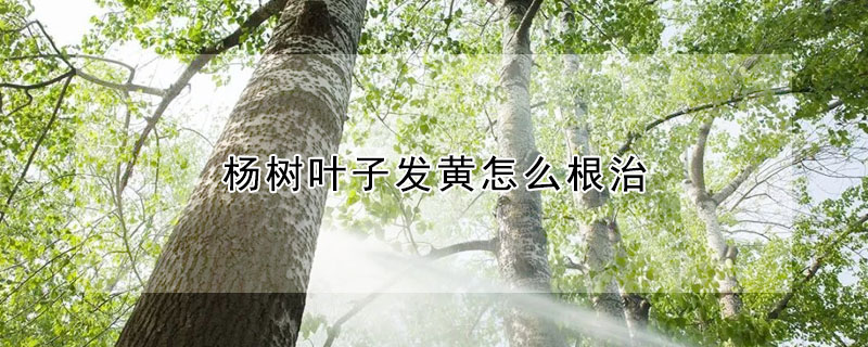 楊樹葉子發黃怎麼根治