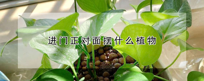 進門正對麵擺什麼植物