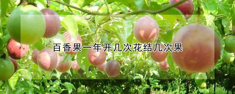 百香果一年開幾次花結幾次果