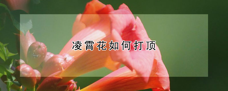 淩霄花如何打頂