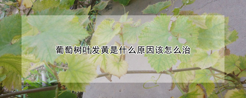 葡萄樹葉發黃是什麼原因該怎麼治