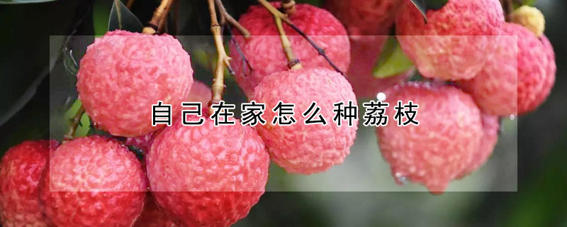 自己在家怎麼種荔枝