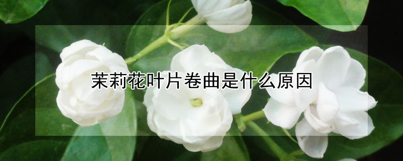 茉莉花葉片卷曲是什麼原因