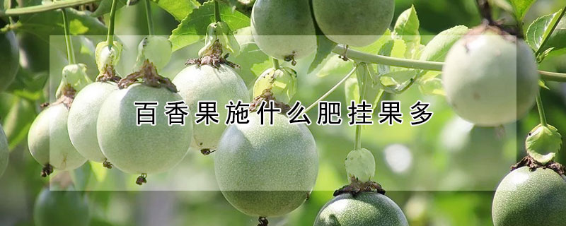 百香果施什麼肥掛果多