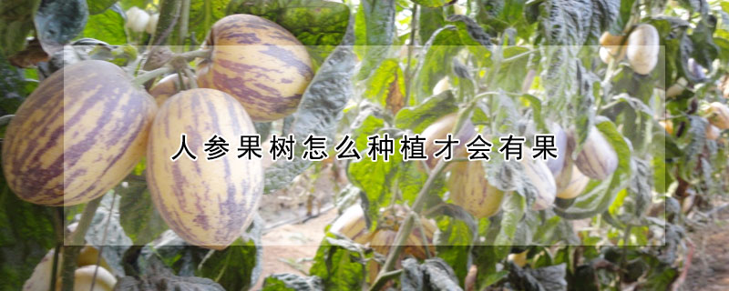 人參果樹怎麼種植才會有果