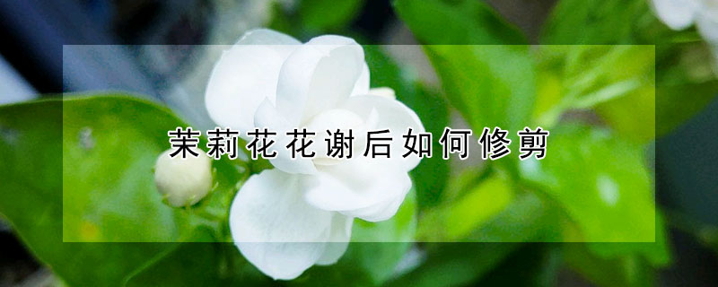 茉莉花花謝後如何修剪