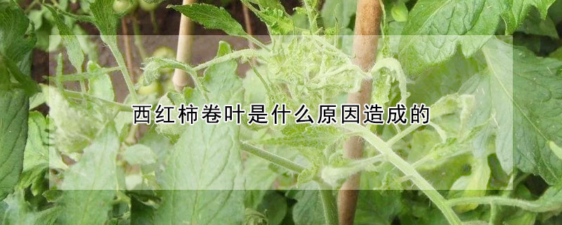 西紅柿卷葉是什麼原因造成的