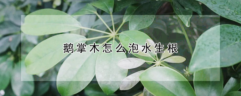 鵝掌木怎麼泡水生根