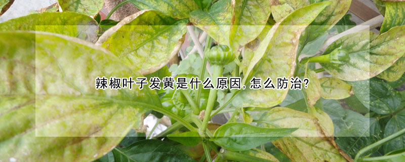 辣椒葉子發黃是什麼原因,怎麼防治?