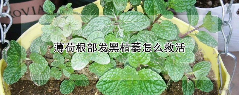 薄荷根部發黑枯萎怎麼救活