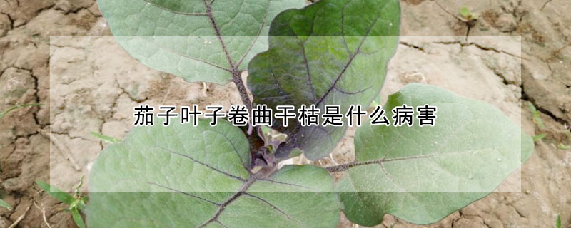 茄子葉子卷曲幹枯是什麼病害