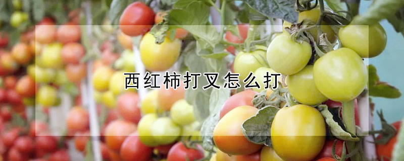 西紅柿打叉怎麼打