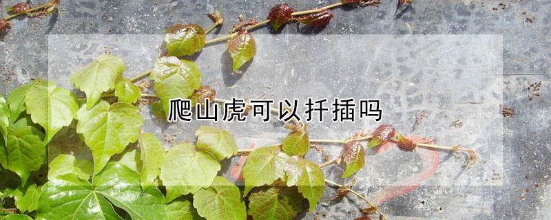 爬山虎可以扡插嗎