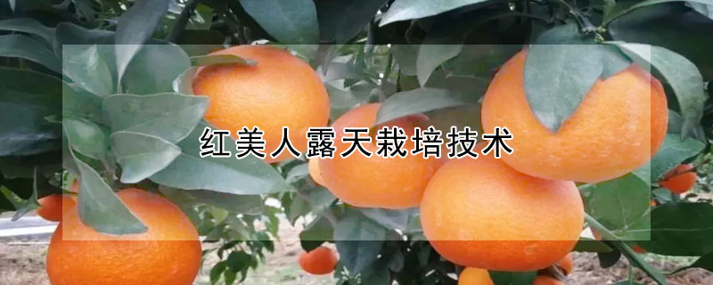 紅美人露天栽培技術