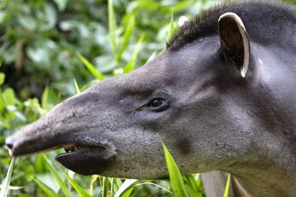 中美貘是什麼動物