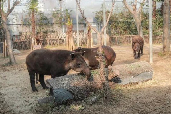 中美貘是什麼動物