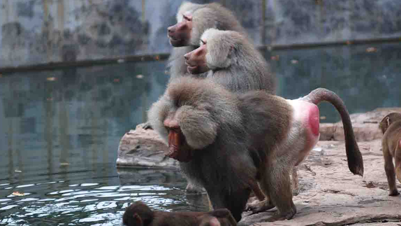 狒狒是什麼動物