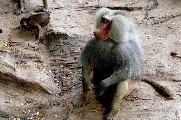 狒狒是什麼動物