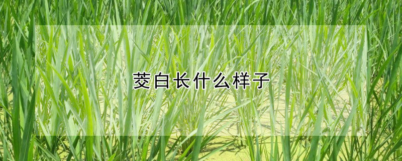 茭白長什麼樣子